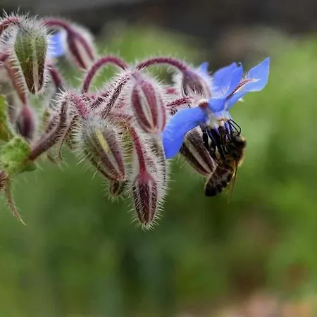 مزرعة للإقامة Quinta Da Meia Eira *