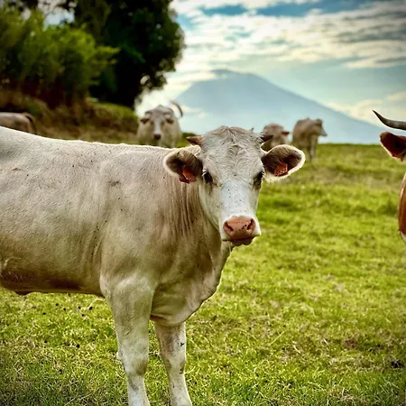 Quinta Da Meia Eira Bauernhof