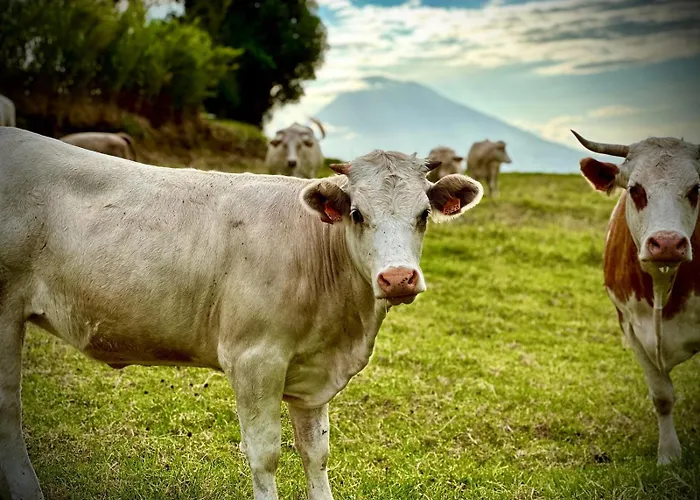 Quinta Da Meia Eira Farmház
